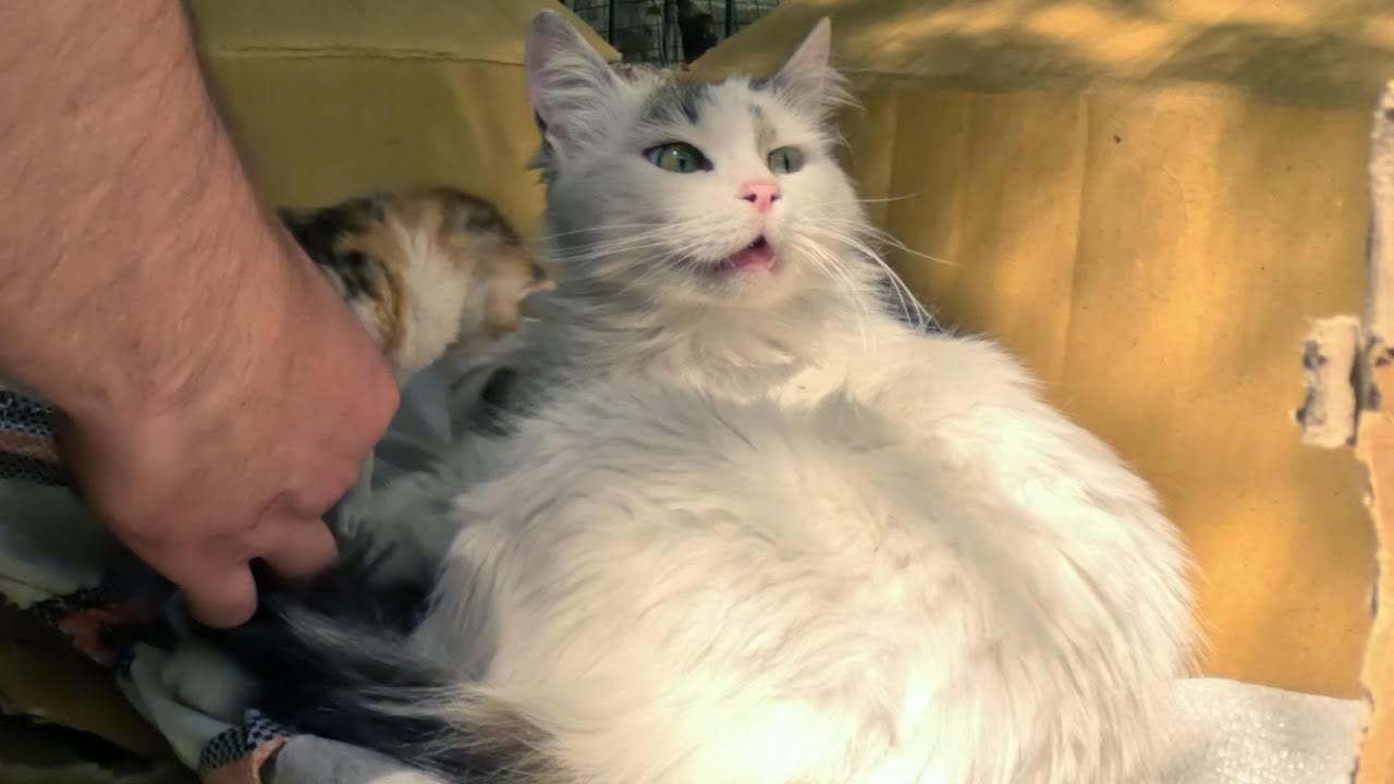 Scared mother cat and her three tiny kittens - Whole Story