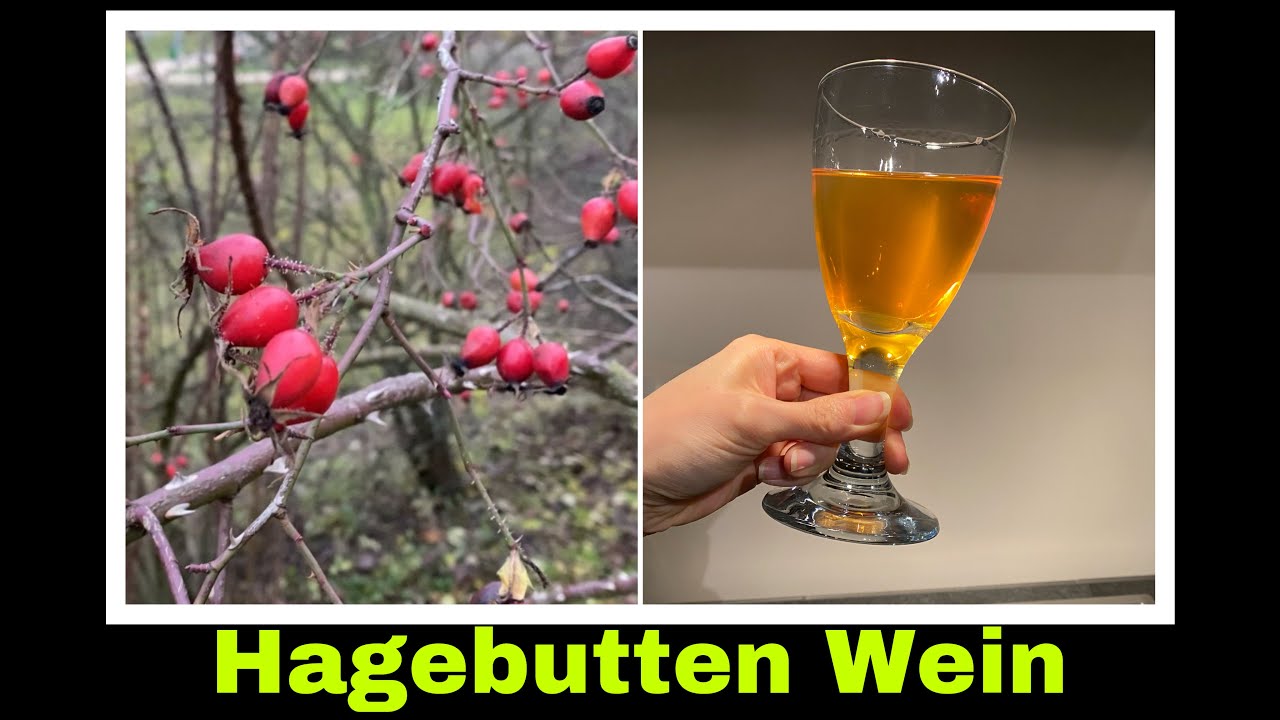Hagebuttenwein - Rezept für Wein aus Hagebutten | Selbstversorgung: Hobbykeltern