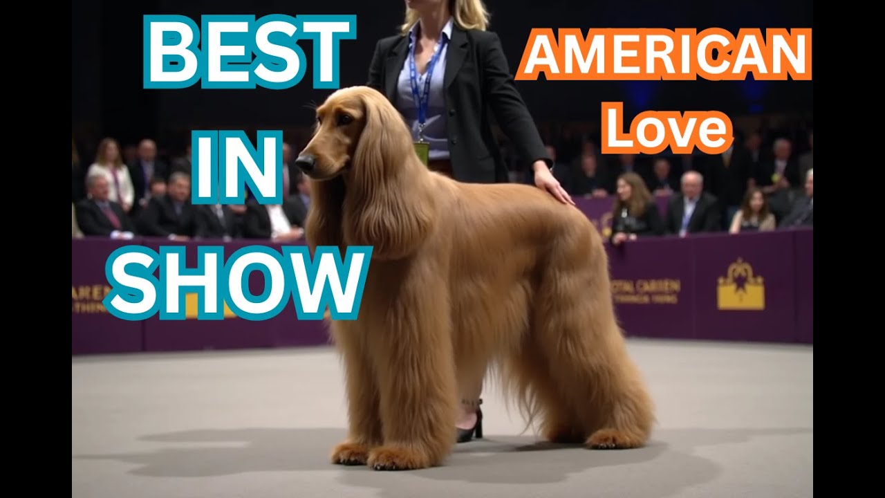American Dog Show 2026 | Championship Dogs Steal the Spotlight 🇺🇸