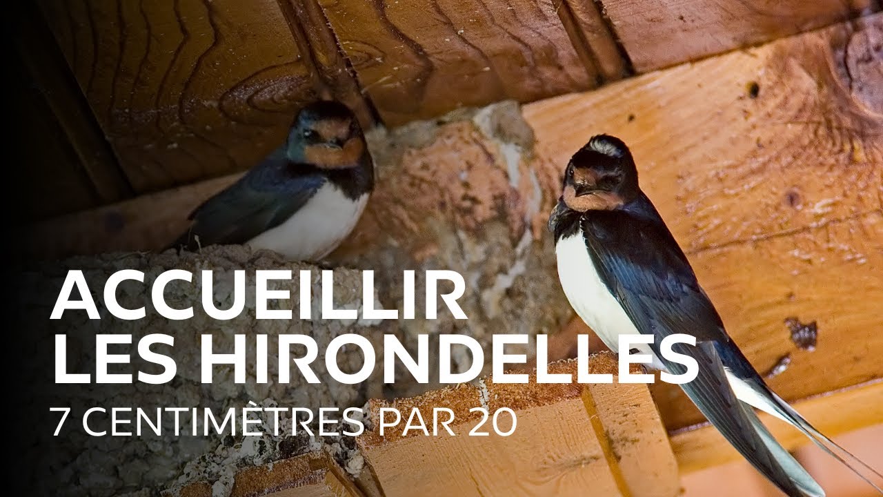 7 CENTIMÈTRES PAR 20