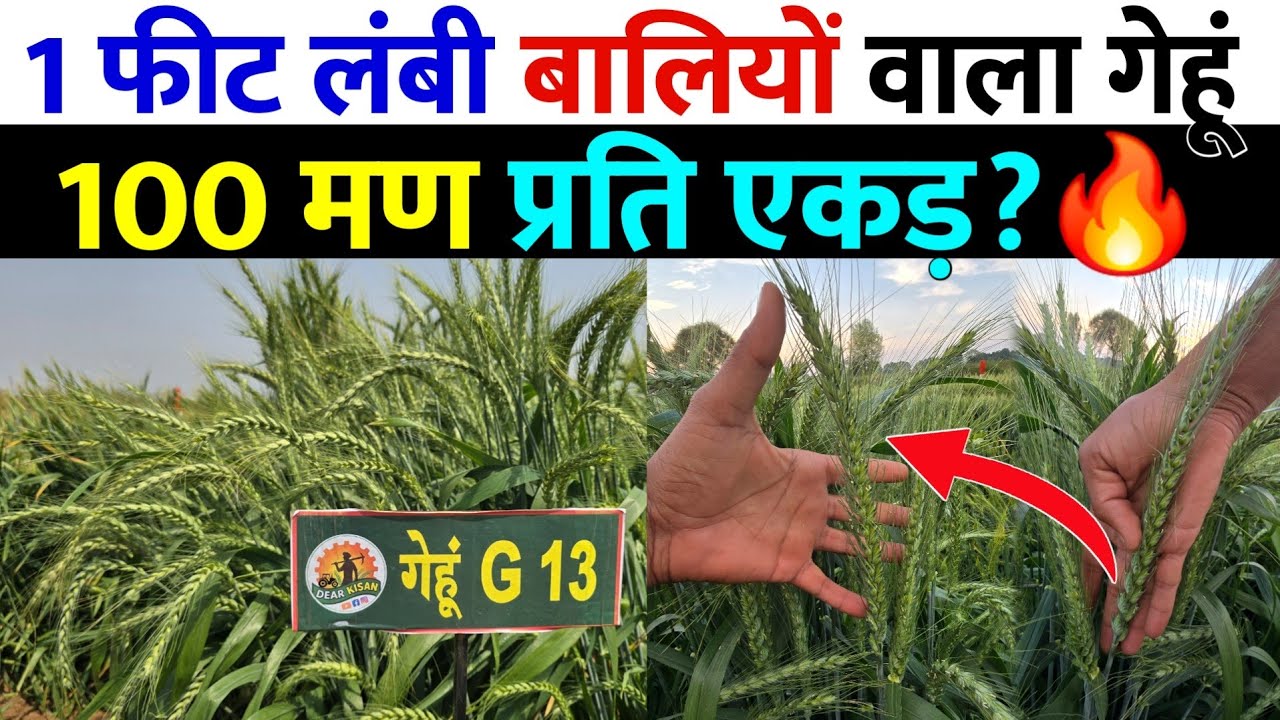 सबसे लंबी बालियों वाला गेहूं | 1 फीट लंबी बालियां 120 दानें ? Wheat Variety G13 Result 2026 🌾💯