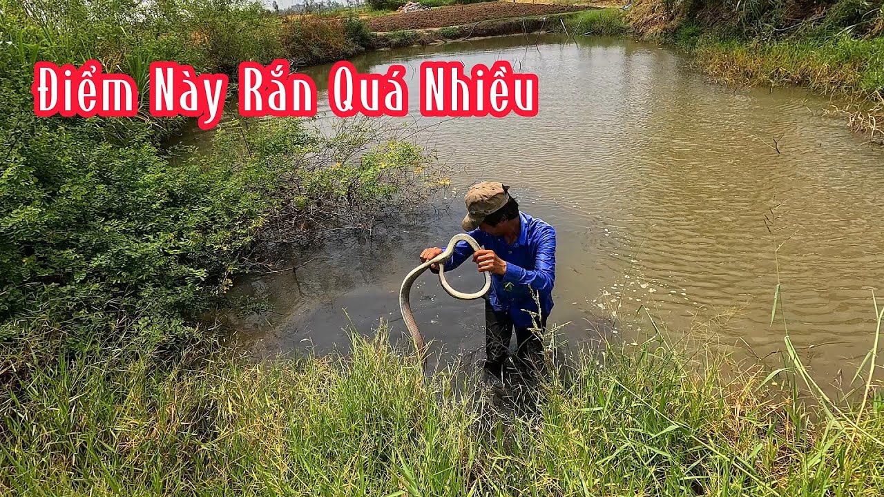 Quá Nhiều Rắn Tại Địa Điểm Này Có 1 Đoạn Mà Bắt Được 4 Con Rắn | Mười Thương Săn Bắt