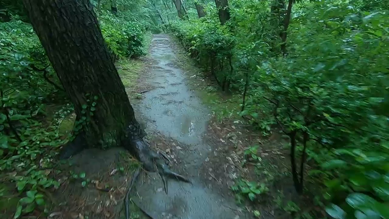 Rain forest walk with nature sounds /Rain Sounds Japan