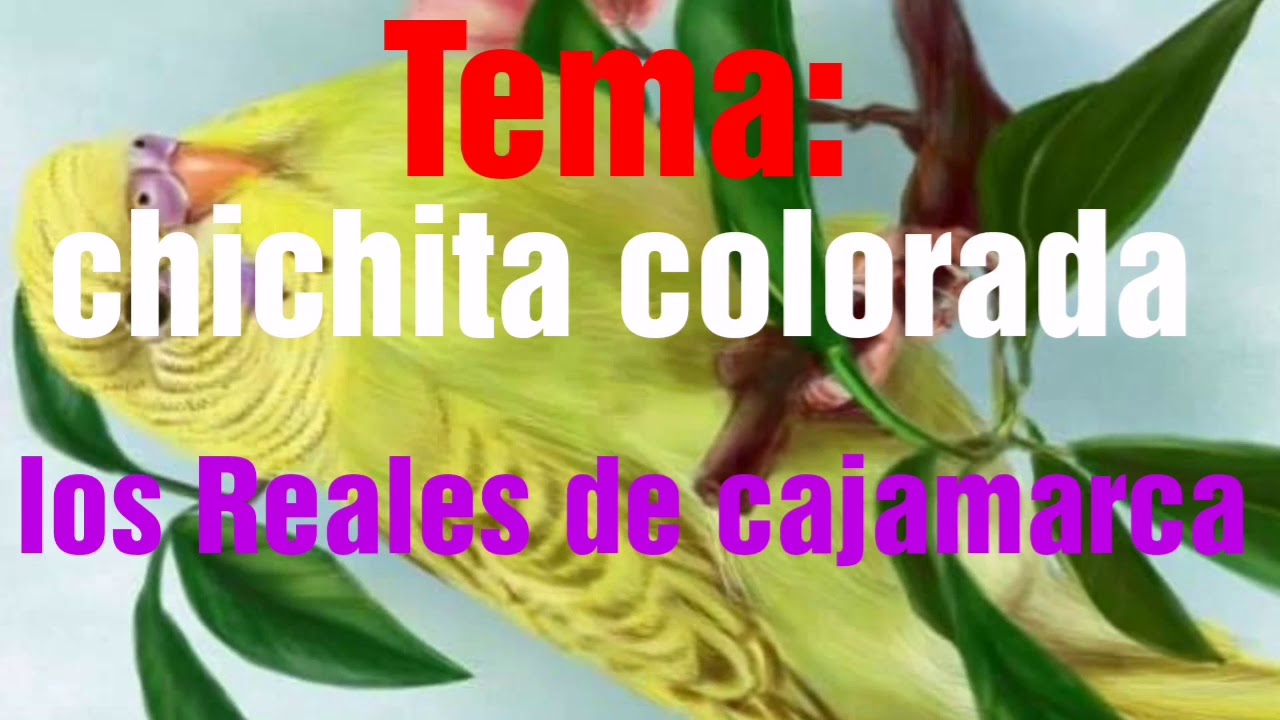 CHICHITA COLORADA : Los Reales de cajamarca