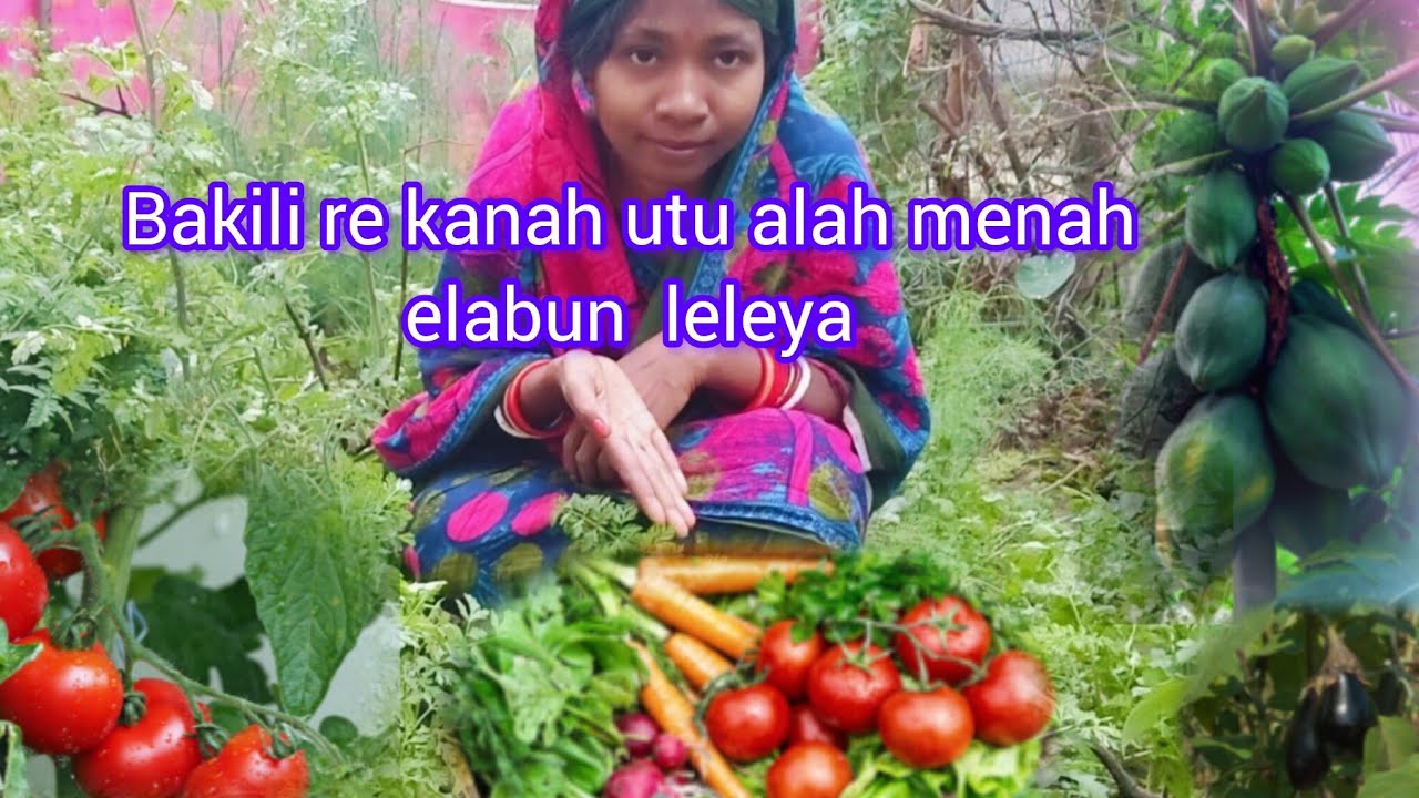 Home Vegetable garden vedio //see what's growing ‼️olah reya bakili bu leleya 