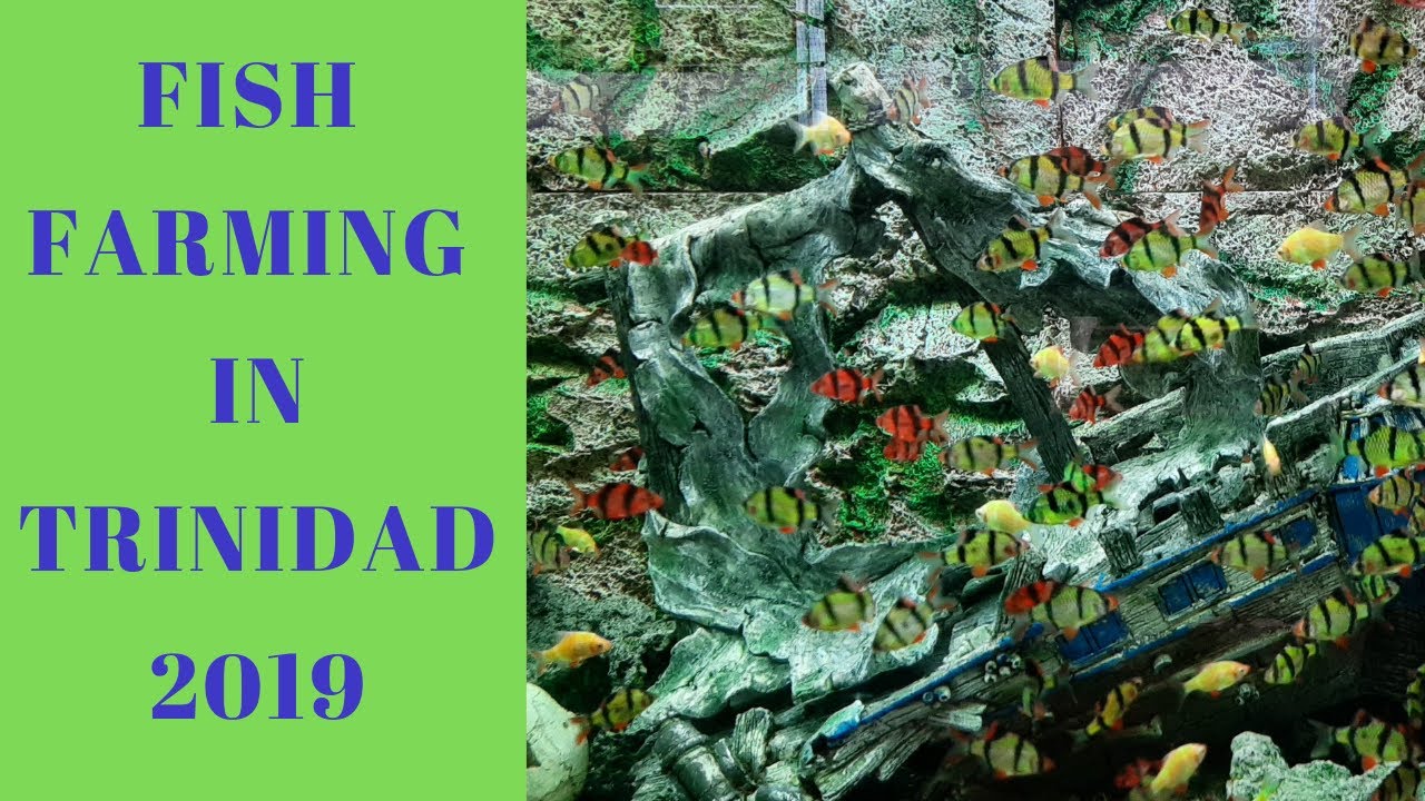 Fish Farming in Trinidad 2019 - Mausica Fish Farm