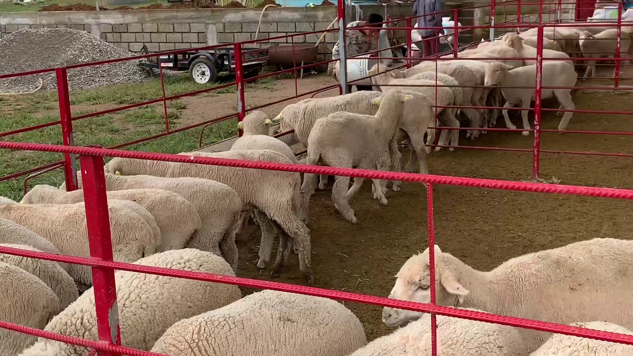 Un día en los corrales