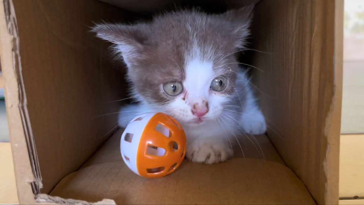 猫たちが新しい家で暮らし始めるお話です。猫にとって良い住環境について教えてください。保護猫2匹の16日目の日記。