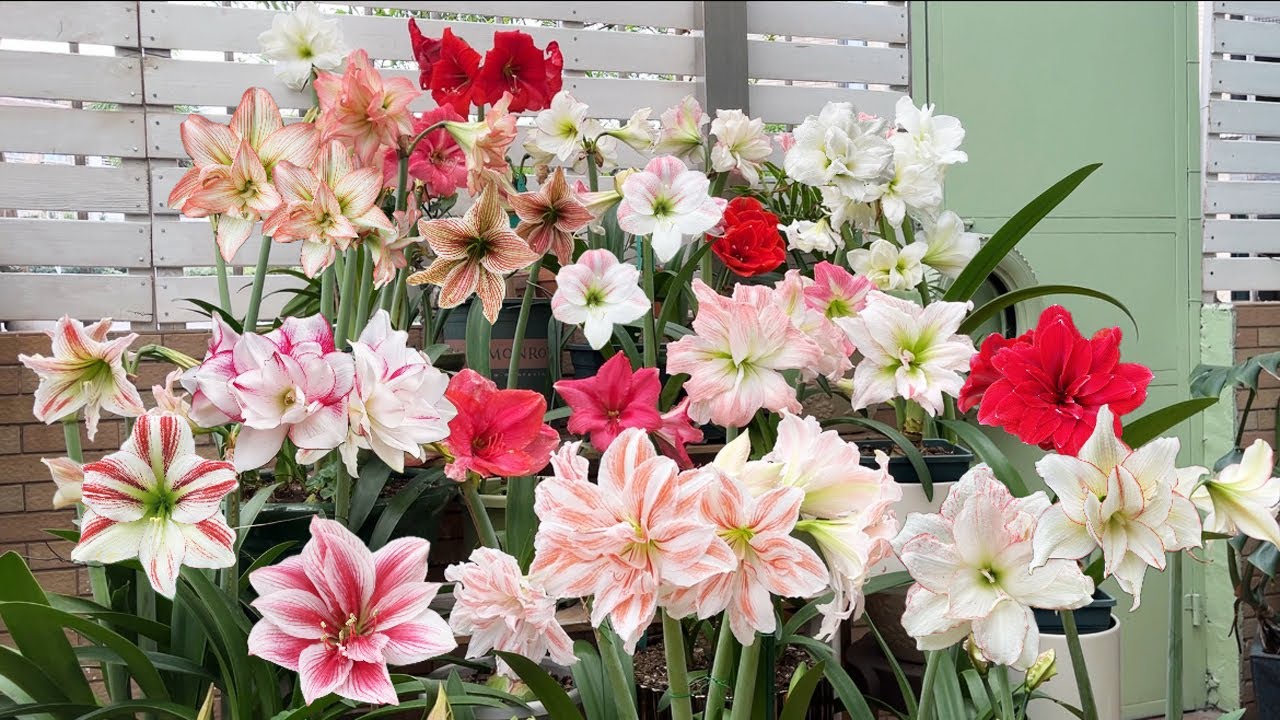 Rebloom Amaryllis(Episo 3): Amaryllis Hippeastrum in Bloom 2025  Round 1 & 2