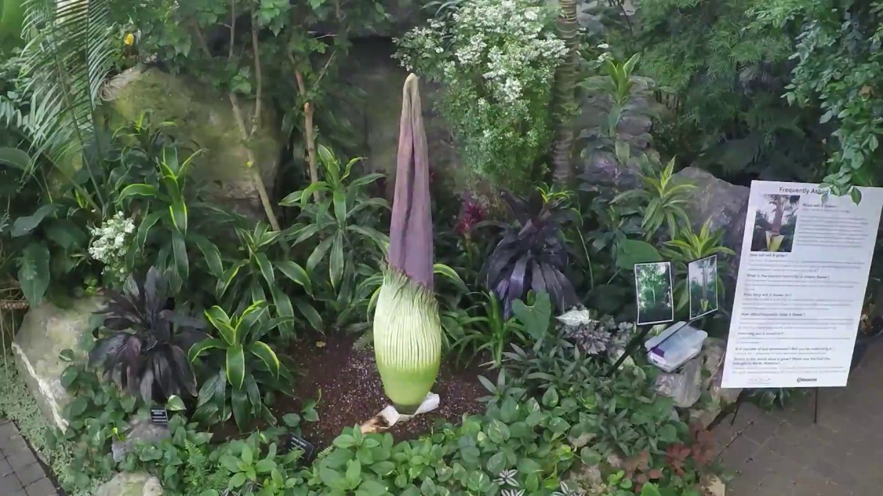 Corpse Flower (Amorphophallus Titanum) Time Lapse at Muttart Conservatory