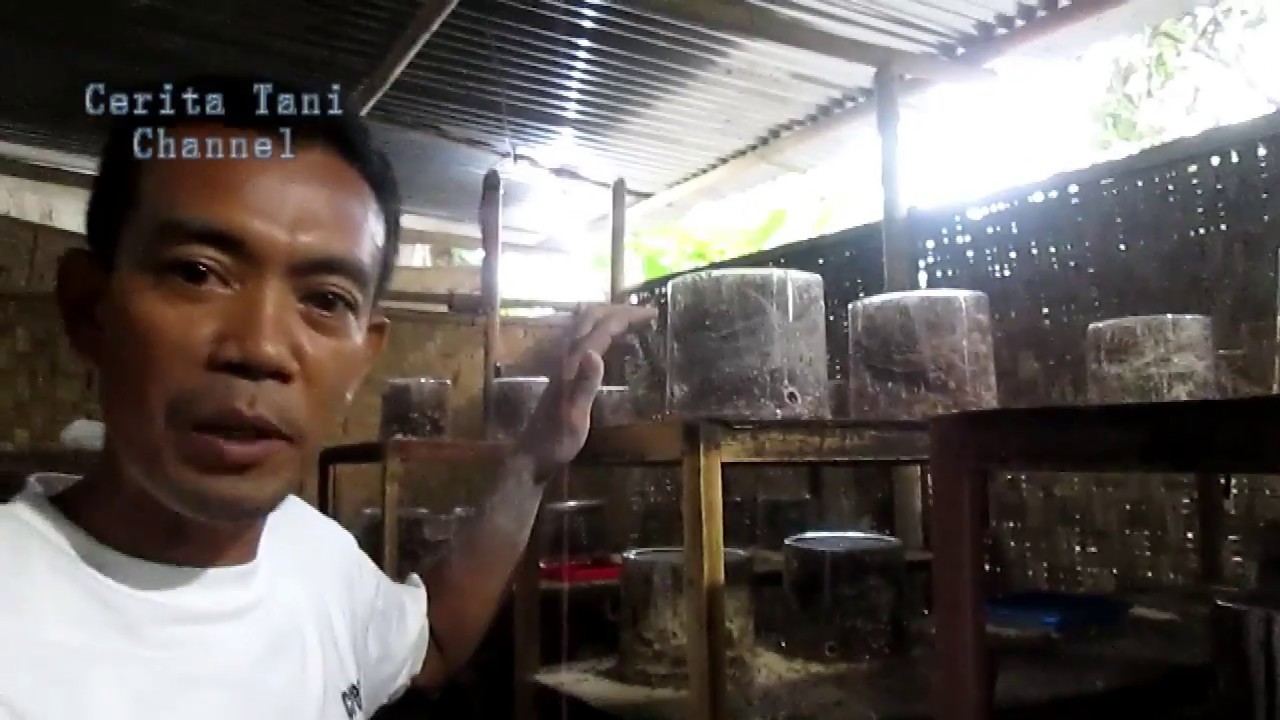 CARA PENANGKARAN DAN PEMANENAN SEMUT KROTO.BPK WIDODO SOROLATEN GODEAN JOGJA