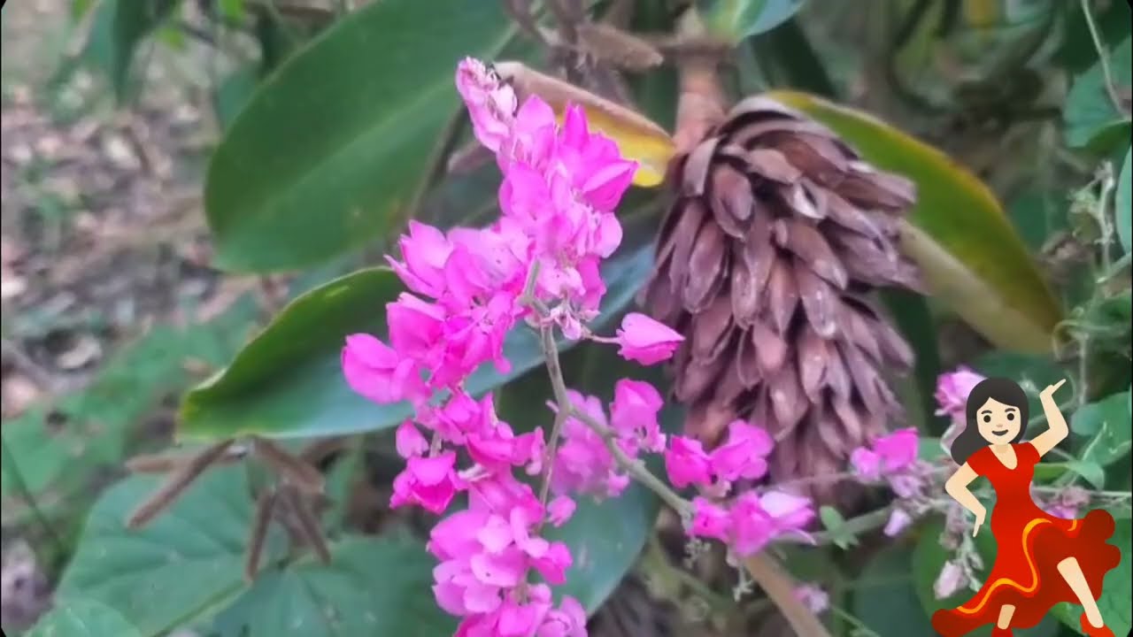 Plantas de árboles  frutales en la granjita 