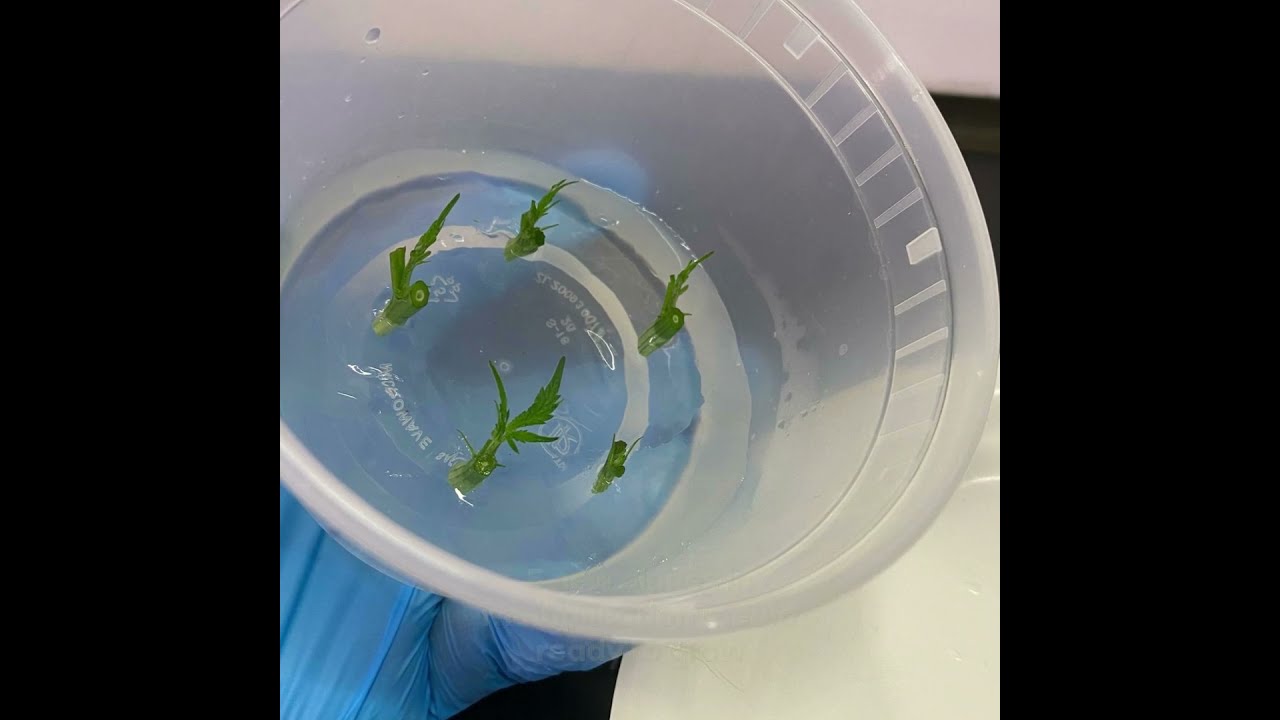 Cannabis Tissue Culture Easy and Cheap