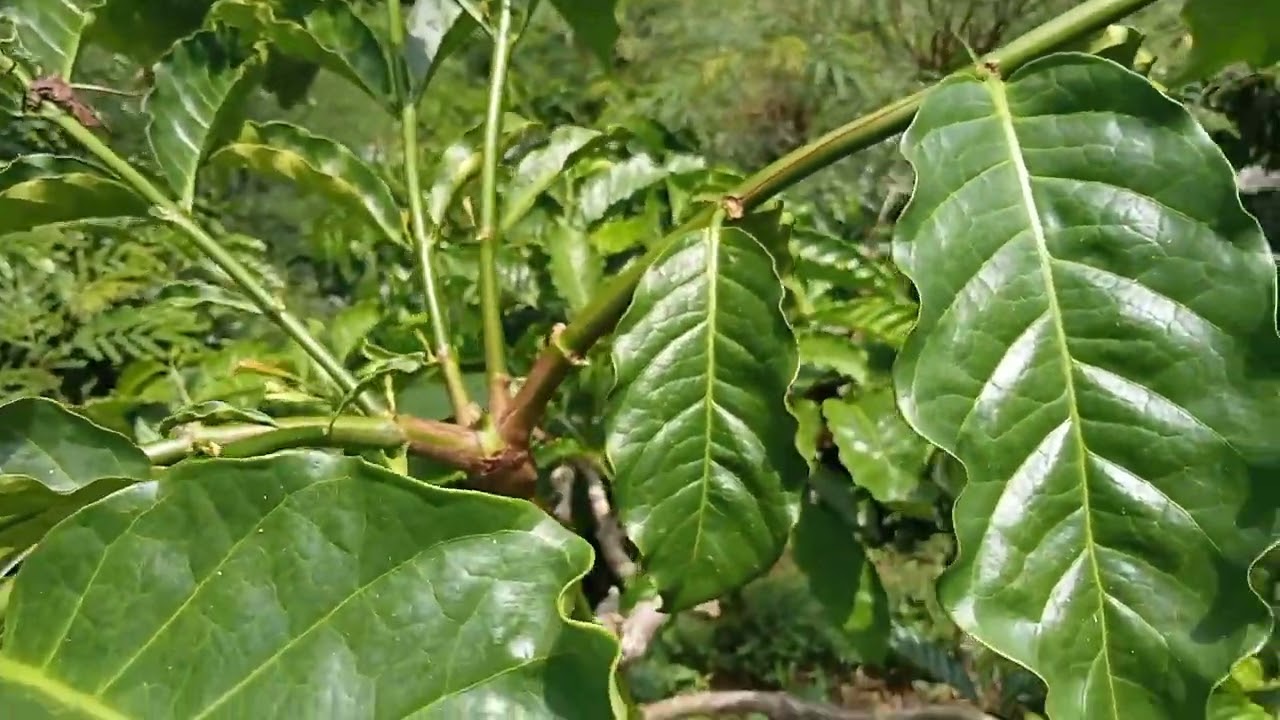 perawatan kopi sambungan baru
