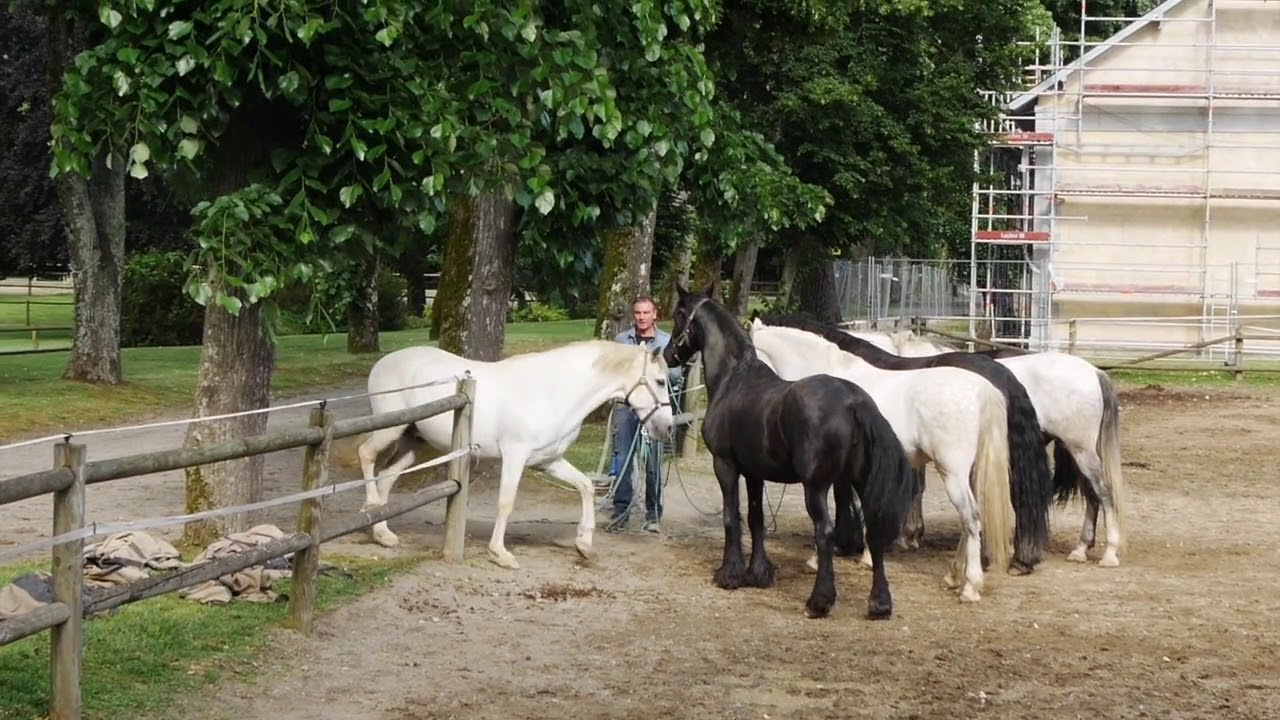 Comment mettre 6 chevaux au paddock en sécurité !!!