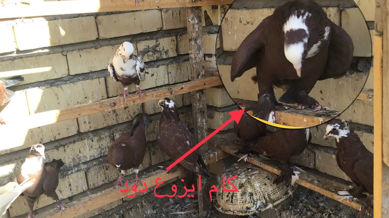 😱😱تعالو شوفو المصيبه الي طلعت من معدة الطيور #علاج الديدان الشريطيه للطيور