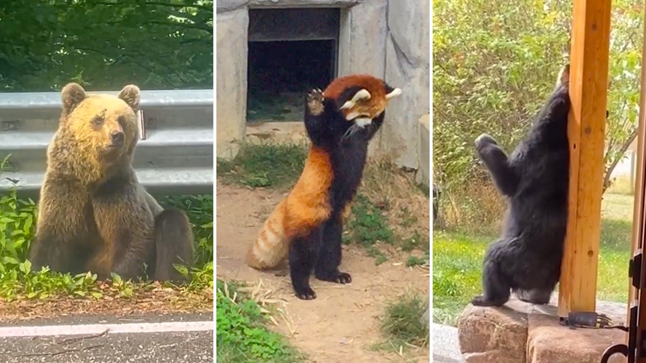 Oops! BEARS! | 20 Minutes of HILARIOUS Bears and Near-Bears