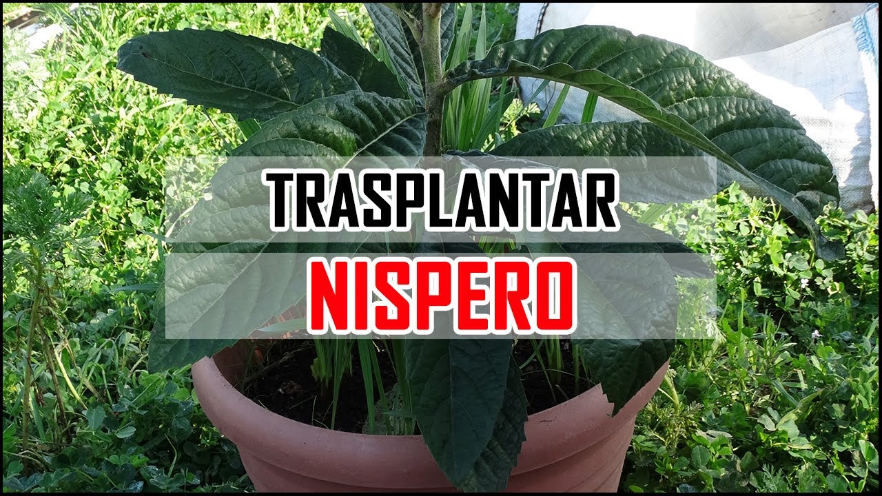 Cómo TRASPLANTAR un NÍSPERO 🔍🌱|| 🔥 Muy Fácil 🔥
