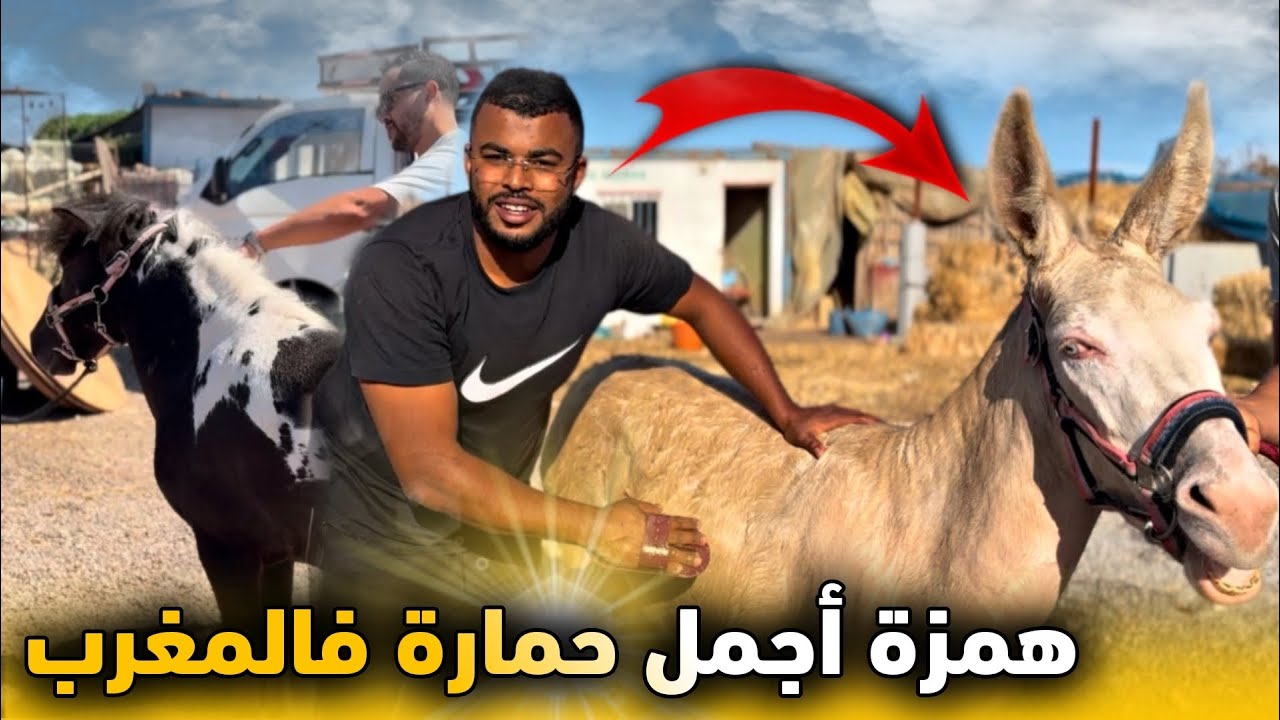 همزة اليوم شـريت أجمل حمارة بالمغرب 🥇 من سلالة نادرة poney بجوج ألوان 😍✨….
