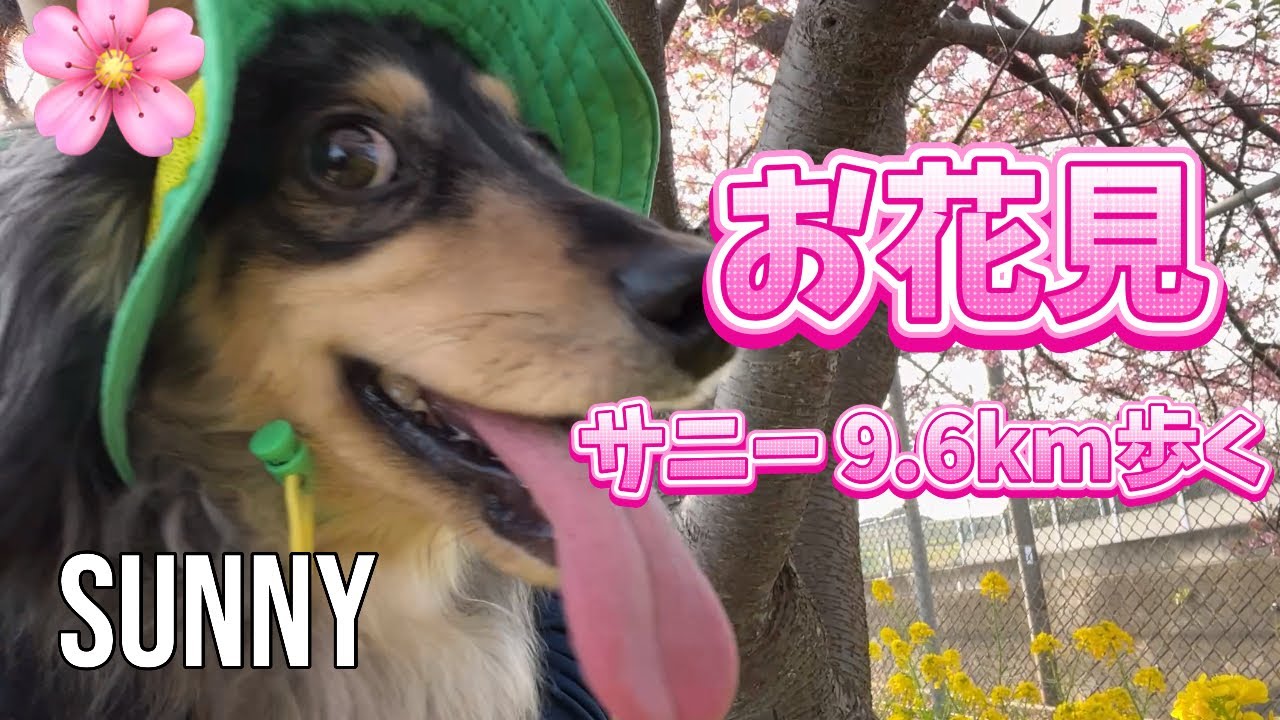 ミニチュアダックスのサニー🐾　河津桜を見に行って来たよ🐶🌸