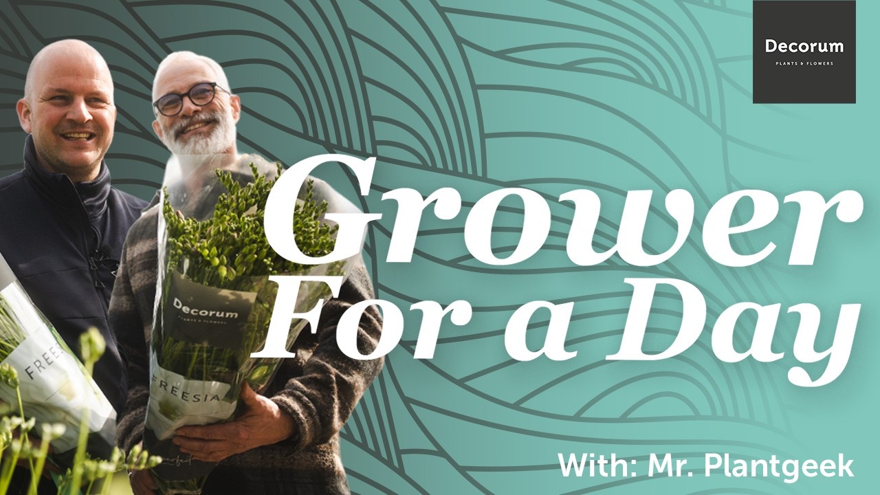 GROWER FOR A DAY - Episode 6 ( With: Klaus Wagener ) De Heufkens Freesia