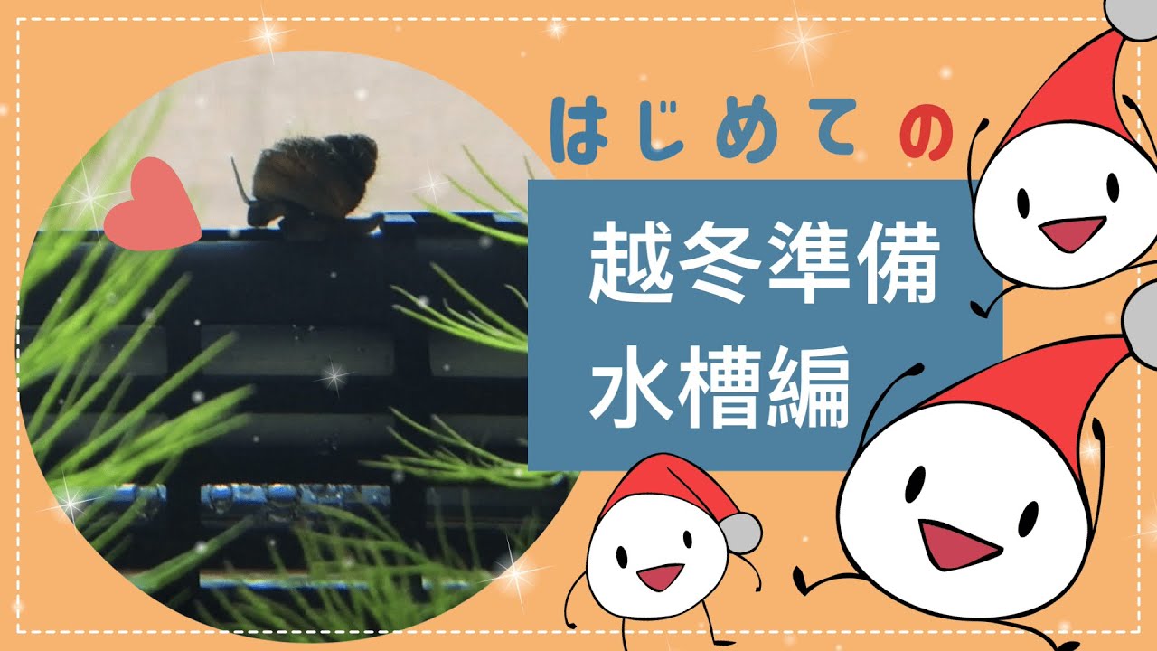 めだかちゃん越冬準備【水槽編】祝・初ヒーター導入＆親水槽が大変なことに・・・