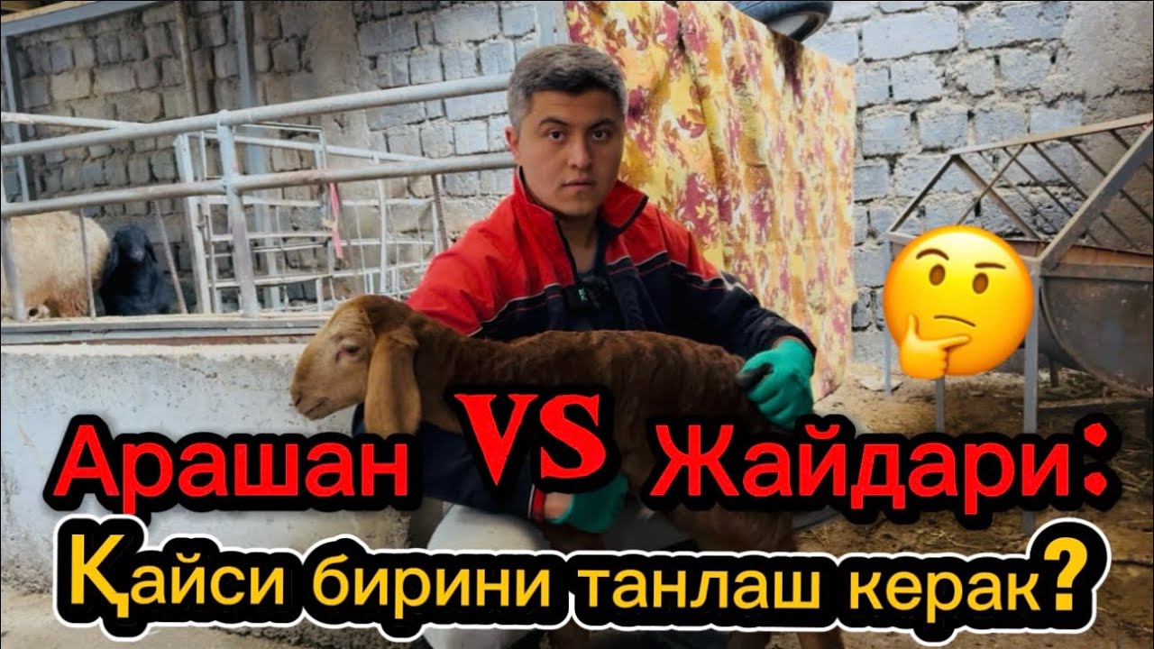 Арашан vs Жайдари — Қайси бири яхшироқ? #рекомендация 