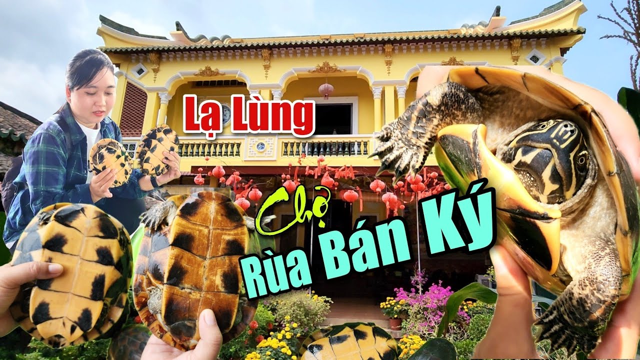 Lạ Lùng : Chợ Rùa Bán ký ? Chưa Từng Thấy Ngôi Chùa Nuôi Rùa Như Thú Cưng Giữa Vườn Hoa Vạn Thọ