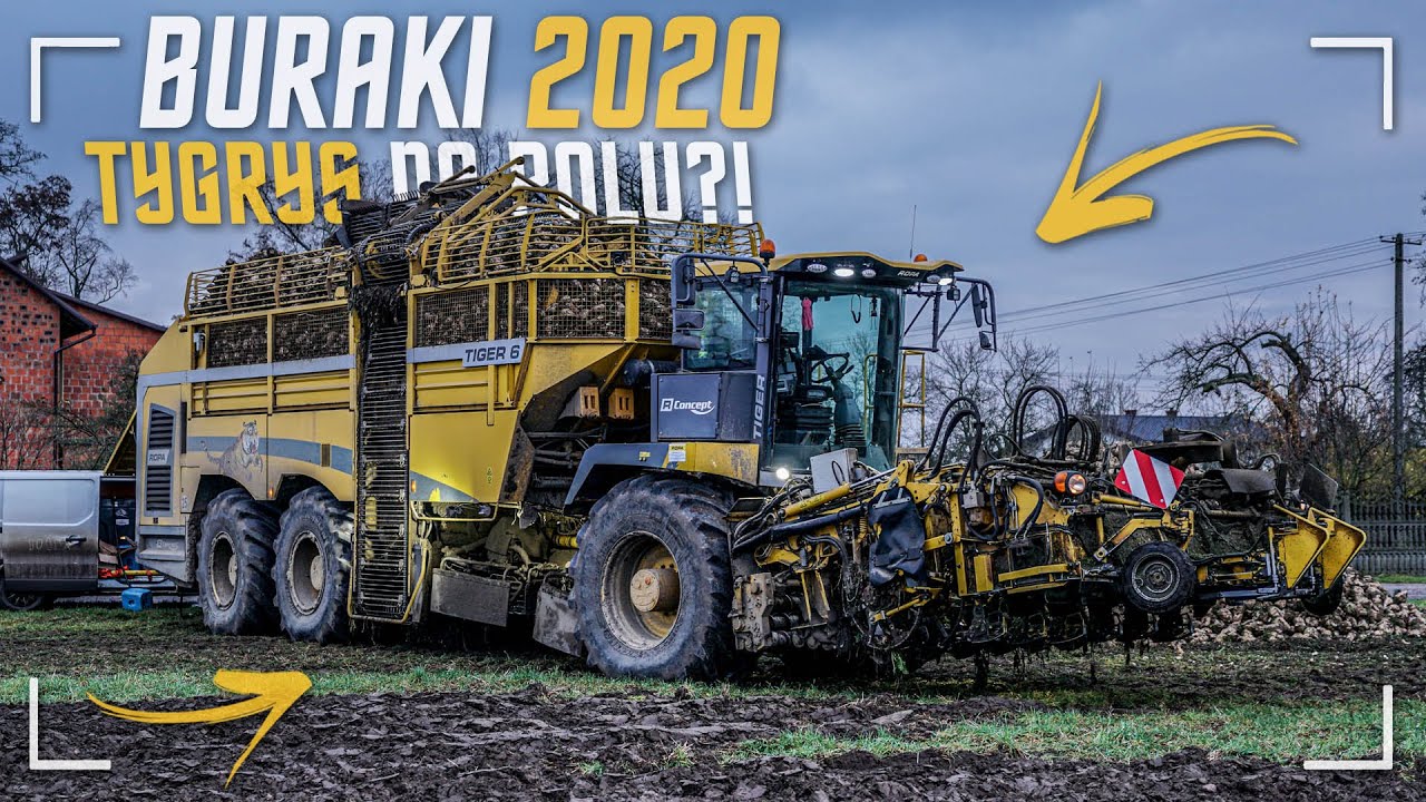TYGRYS NA POLU ?! ☆ WYKOPKI BURAKÓW 2020 ☆ CAŁODOBOWO ☆ ROPA TIGER 6 W AKCJI !! ☆ ROLBIS ☆