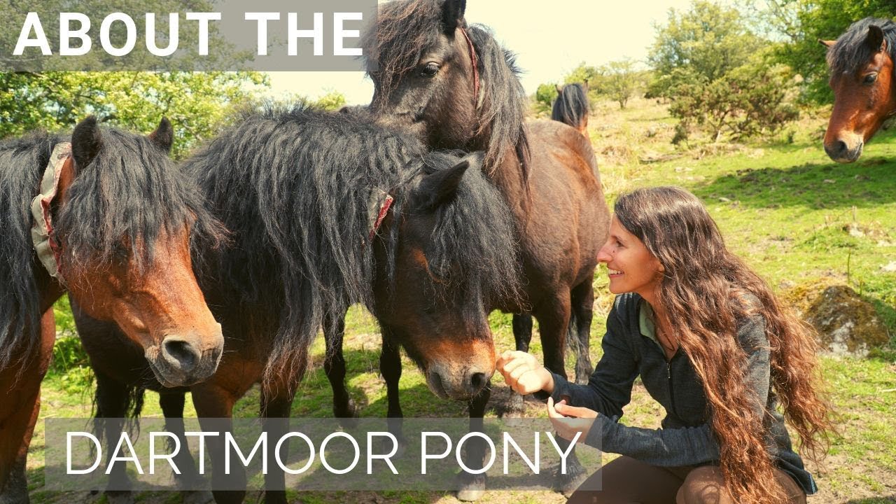 About the Endangered Dartmoor Pony