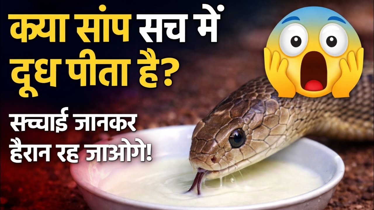 क्या साँप सच में दूध पीता है? सच्चाई जानकर हैरान रह जाओगे! #snakefacts #didyouknow 