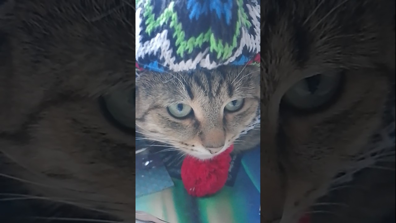 #чипиккот#чипилена#видеоленалайт#humor#юмор#cat#catshorts#catvideos#shipiķkot#чипкастрюлькин#love#