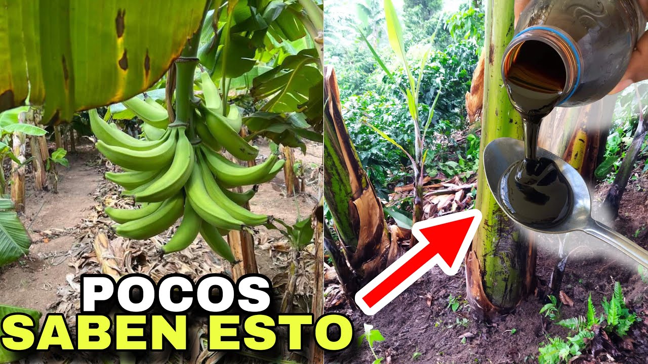 INCREÍBLE TRUCO ! Ponle este  FERTILIZANTE al plátano para que crezca súper rápido y produzca grande