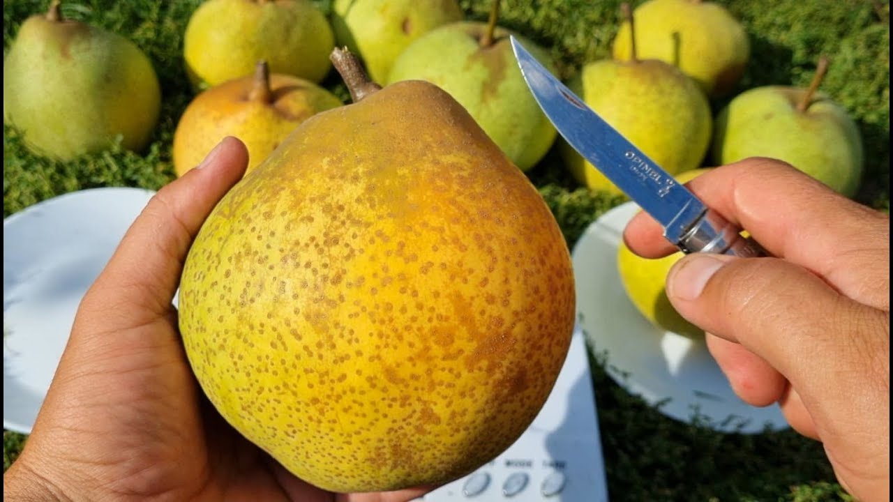 Японська селекція.Груша🍐 велетень.Сорт груші Мішірасу.Pear Mishirazu.