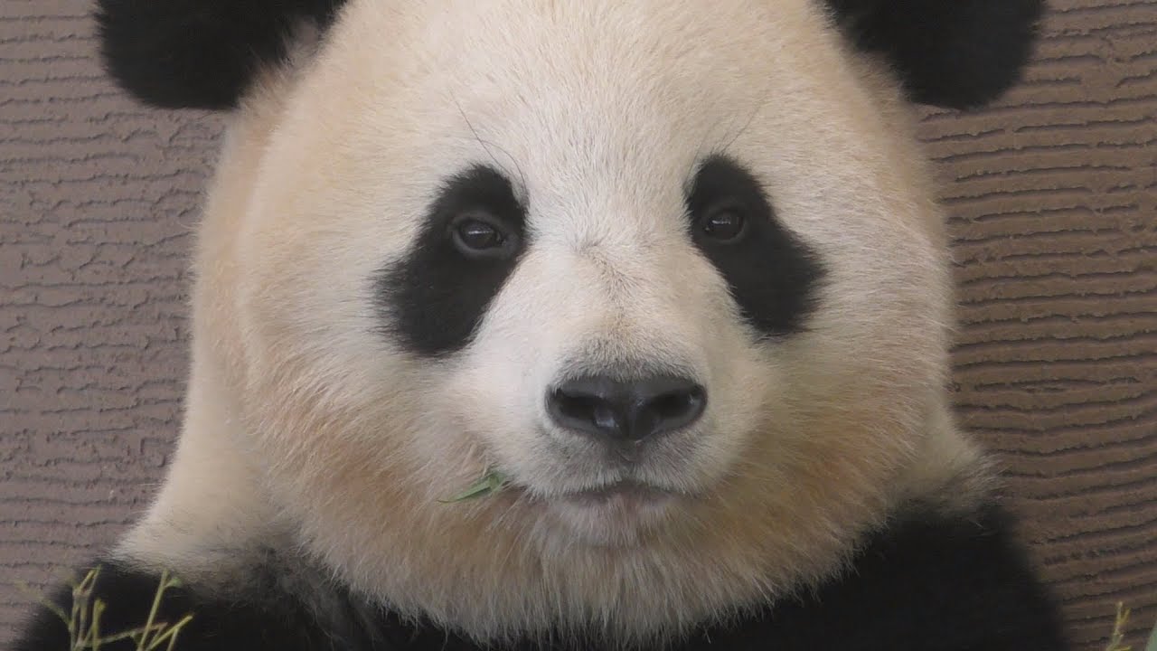 【お耳ピコピコ💕】🐼桜浜姉さんの超ロングフリーズ🌸【お姉さんパンダ】Giant Panda -Ouhin -☆ freeze✨