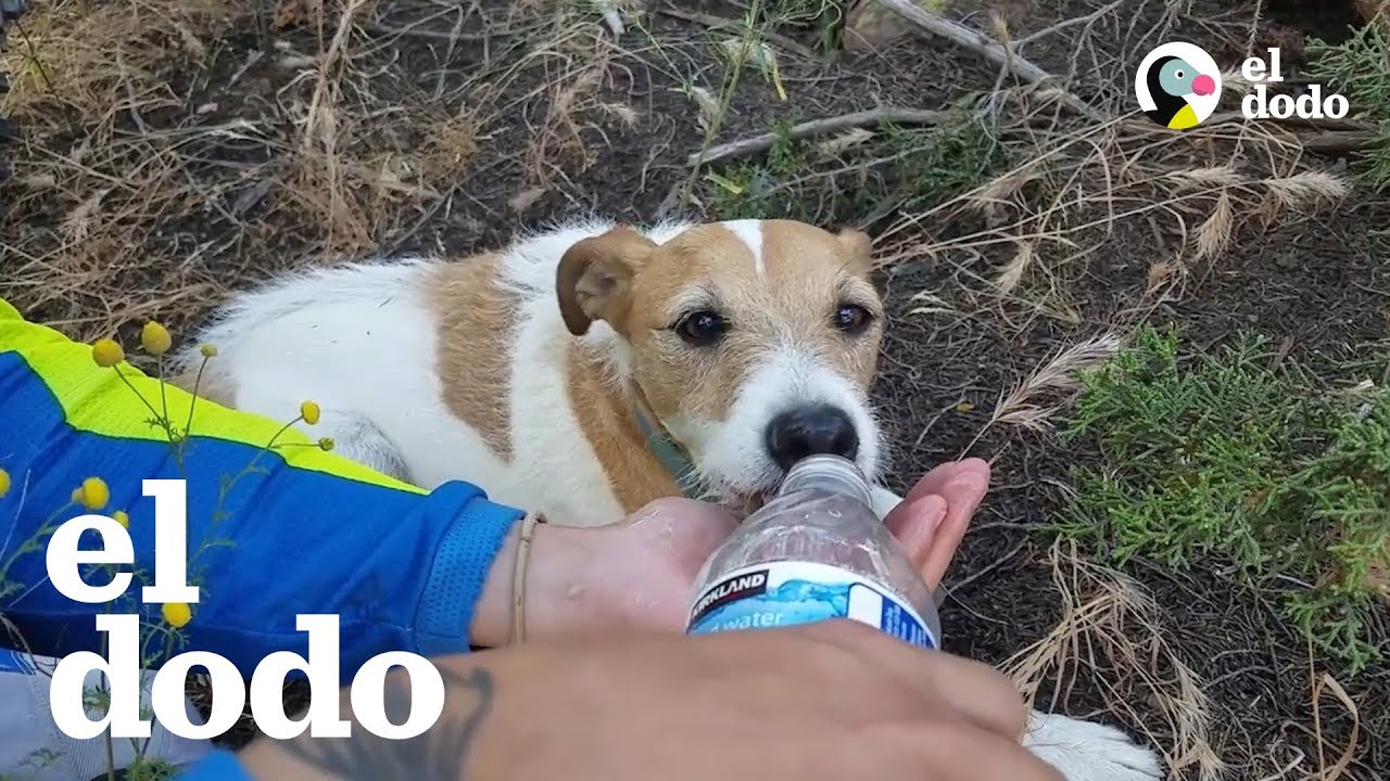 Perrito perdido en el desierto sobrevive de milagro | El Dodo