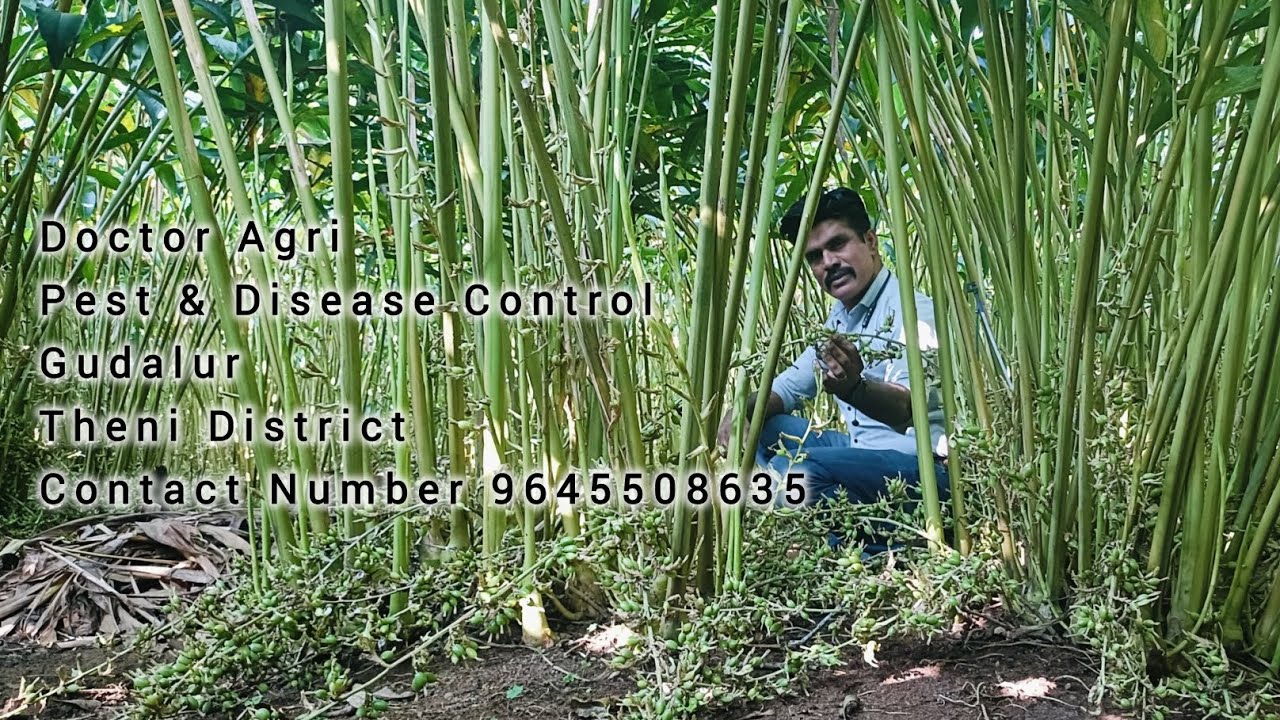 Doctor Agri Pest & Disease Control #cardamom #farming #doctoragri #agriculture #natural #gardening 