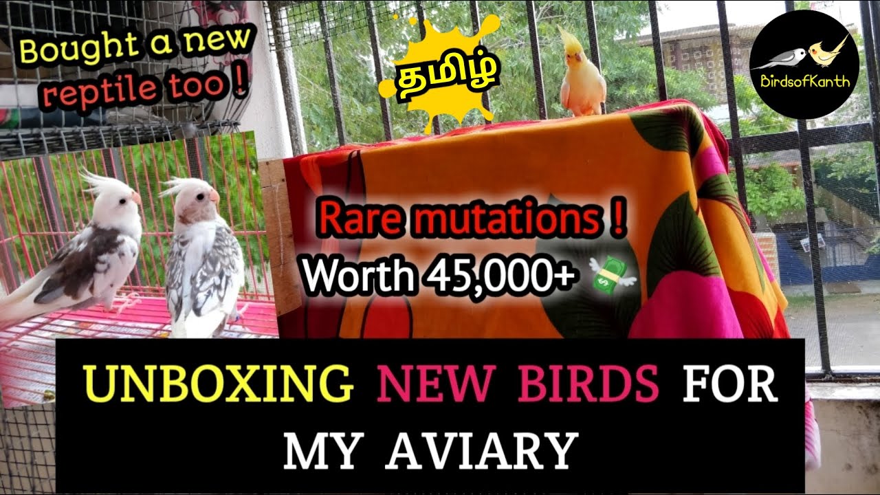 UNBOXING Rs.45,000+ worth New Birds - Rare Mutations | Aviary Updates | BIRDS OF KANTH
