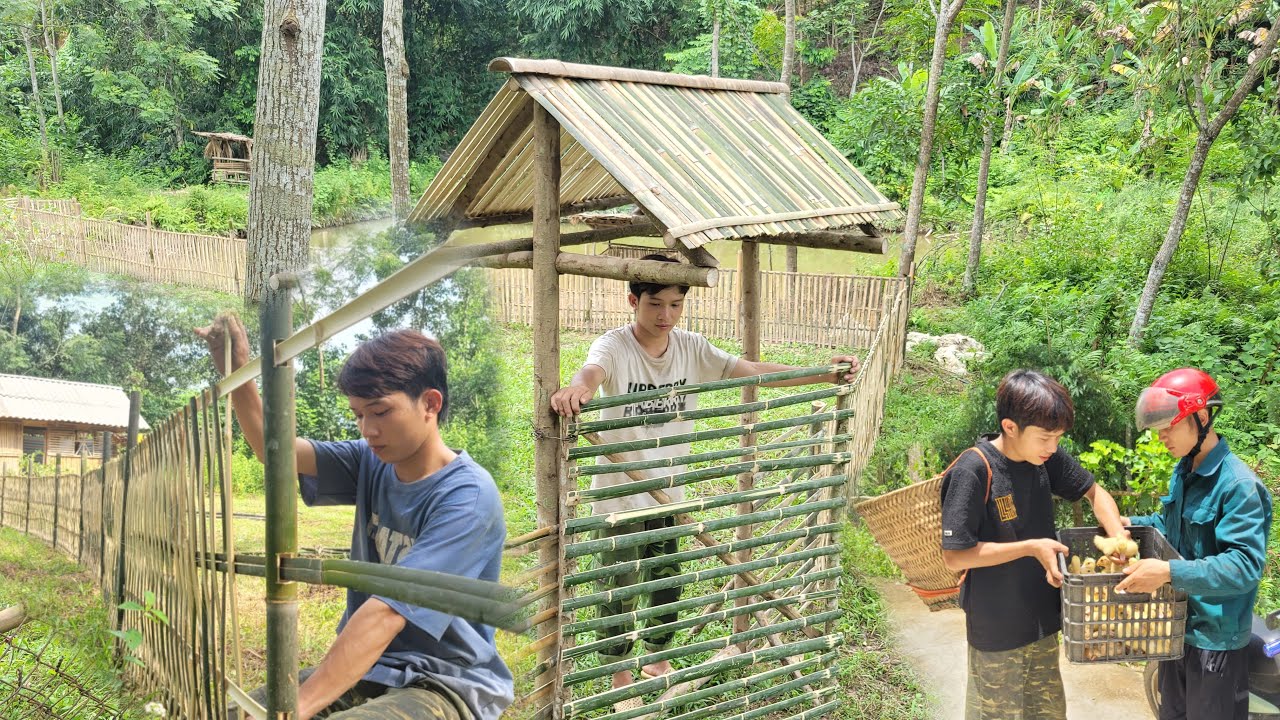 Full video:Building a new life.Construction of livestock barns.Harvest fruit to sell.Binh's new life
