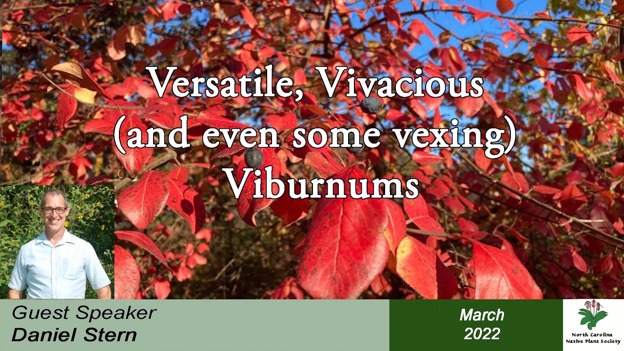 Versatile, Vivacious (and even some vexing) Viburnums with Daniel Stern