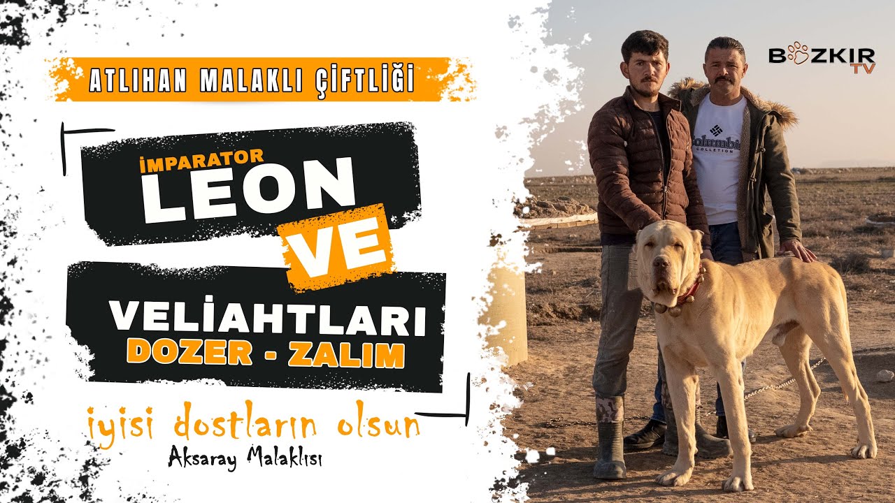 İMPARATOR LEON & VELİAHTLARI DOZER | ZALIM | ATLIHAN MALAKLI ÇİFTLİĞİ #aksaraymalaklısı #köpekler