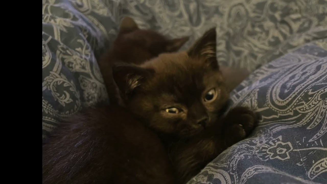 Kittens at 9–10 Weeks | Playtime, Cuddles & Alva’s Meows 🐾