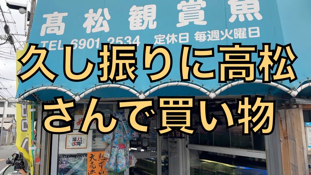 大阪市門真市にある高松観賞魚さんにお邪魔しました😄　＃金魚＃らんちゅう