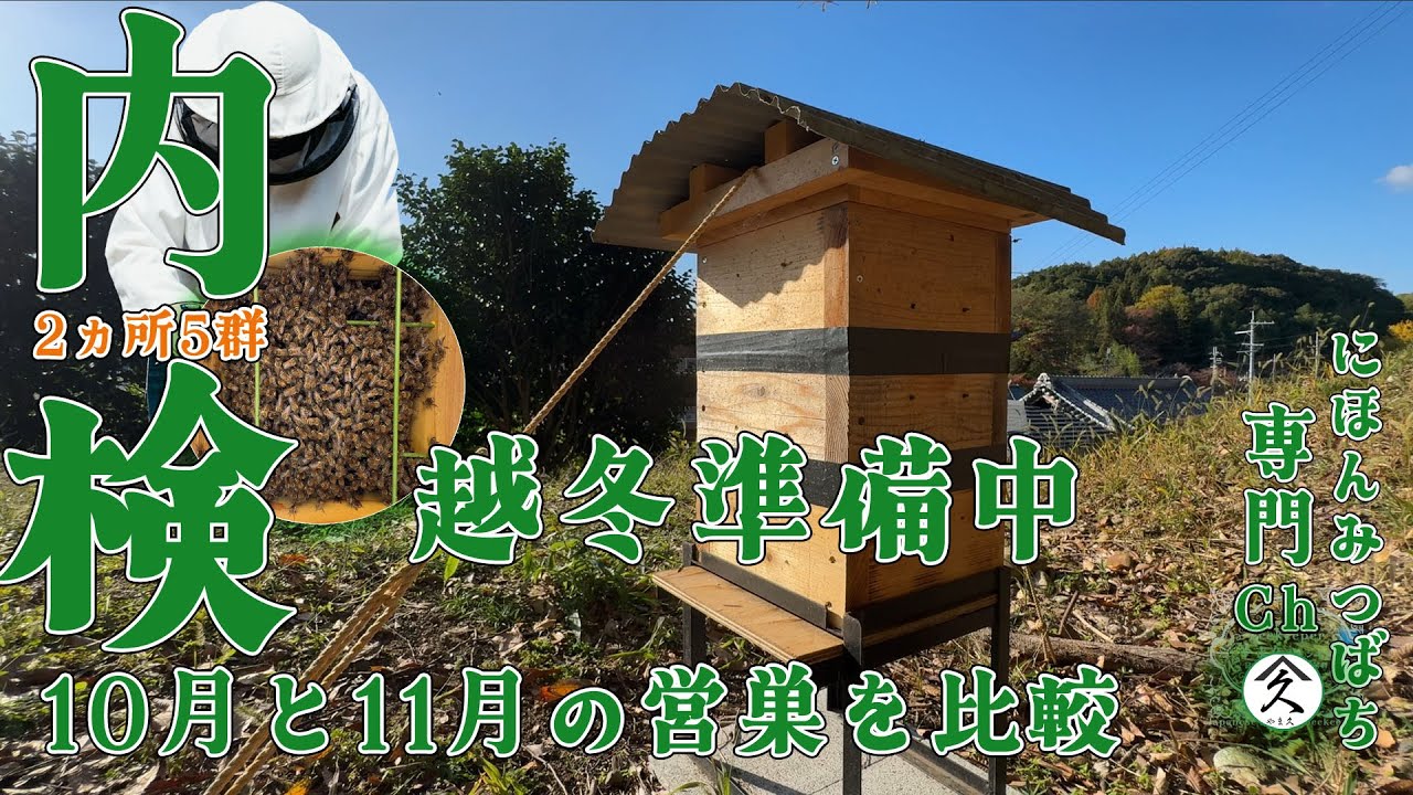 ニホンミツバチ 2か所5群 越冬準備中10月と11月の営巣を比較
