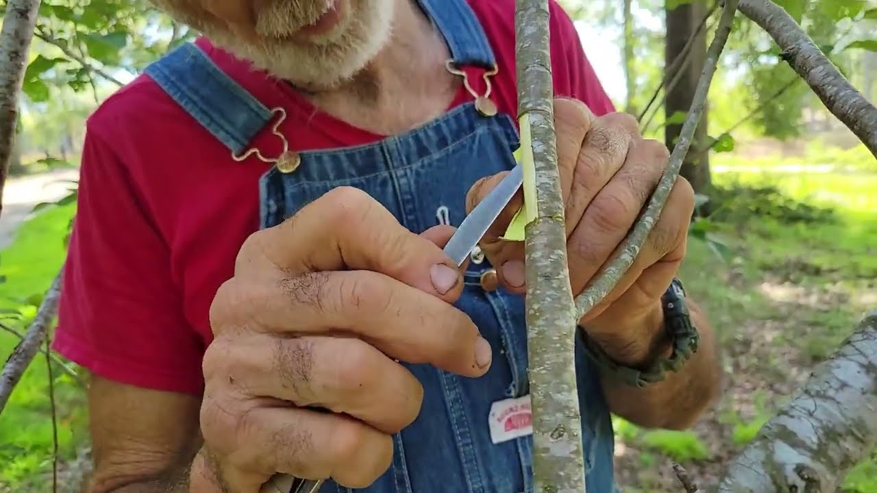 Air Layering an Apple Tree - Step by Step