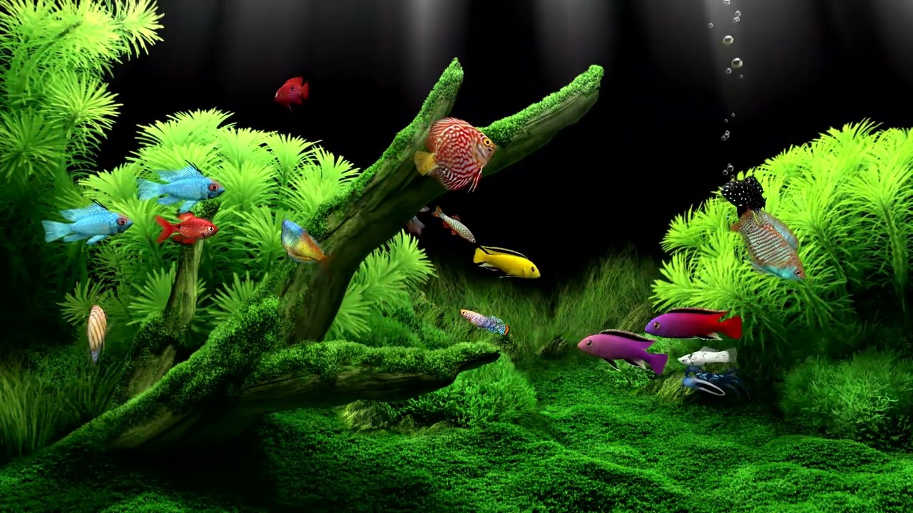 Calming Aquarium Fish Tank For Focus And Relaxation | Only Water Sounds | 5 Hours | Great for Sleep