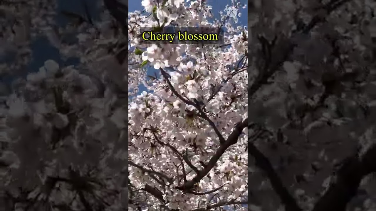 #shorts #highpark #cherryblossom super beautiful cherry blossom at high park Toronto(Canada)