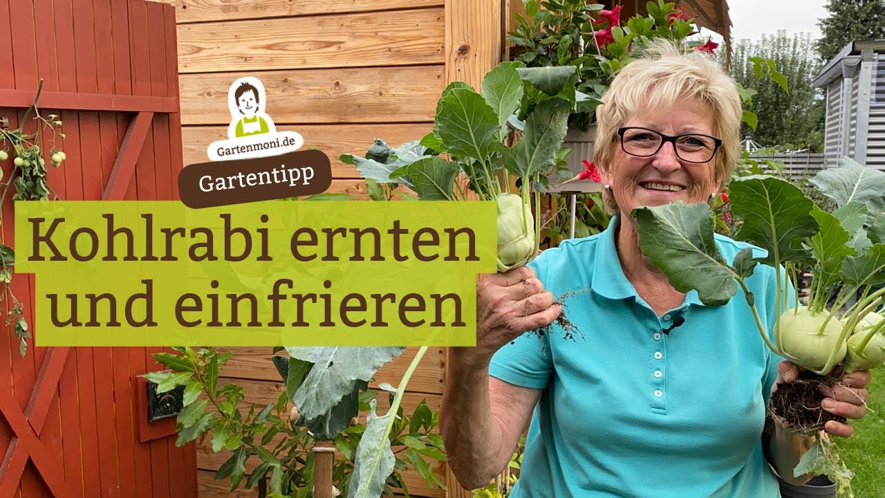 Kohlrabi ernten und einfrieren - Kohlrabi-Grün: Schöne Blätter nicht wegwerfen!