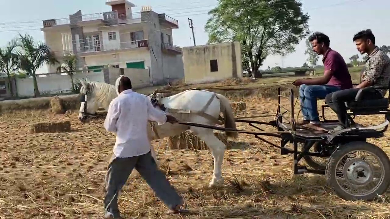 Horse training for horse buggy