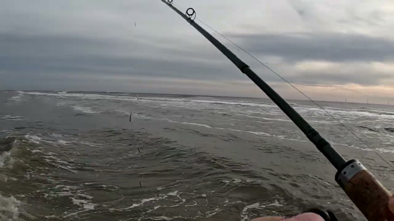Pighvar sammen med Lystfiskeren i Hvide Sande